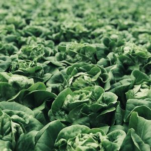 Verdure